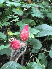 Acanthocereus oaxacensis