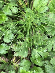 Equisetum telmateia