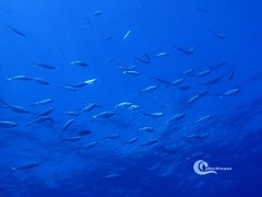 Trachinotus ovatus