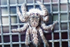 Platycryptus californicus