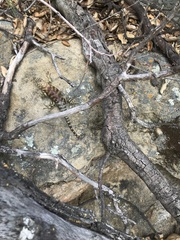 Sceloporus orcutti