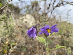 Solanum xanti