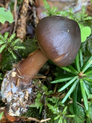 Rhodocollybia