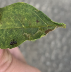 Formica fusca