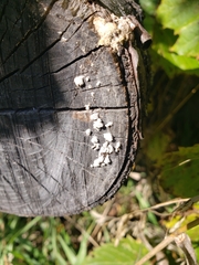 Propolis farinosa