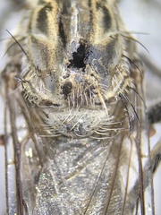 Proctacanthus