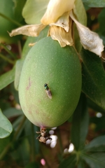 Microchrysa