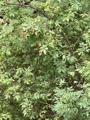 Rosa palustris
