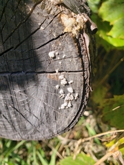Propolis farinosa