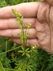 Galium album