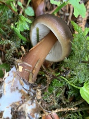 Rhodocollybia