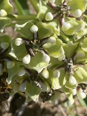 Acoloithus falsarius