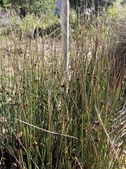 Juncus patens