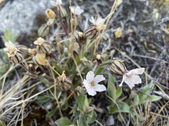 Silene involucrata