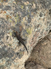 Sceloporus orcutti