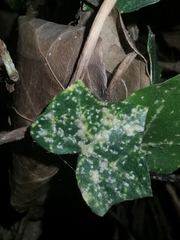 Aspidiotus hedericola