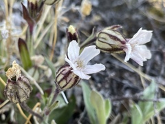 Silene involucrata