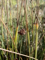 Juncus patens