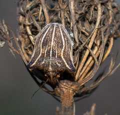 Ancyrosoma leucogrammes