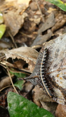 Coromus