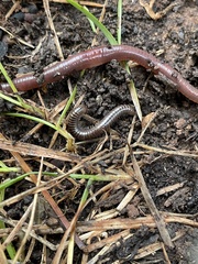Cylindroiulus caeruleocinctus