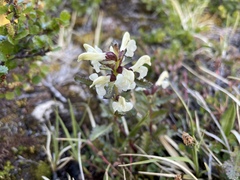 Pedicularis lapponica