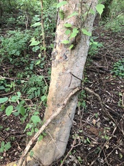 Maclura tinctoria