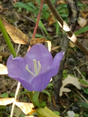 Campanula persicifolia