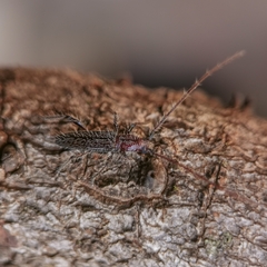 Stizocera tristis