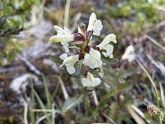 Pedicularis lapponica