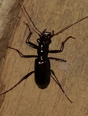 Cicindelinae