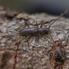 Stizocera tristis