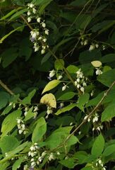 Strobilanthes heyneana