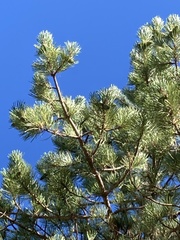 Pinus nigra