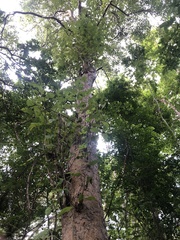 Maclura tinctoria