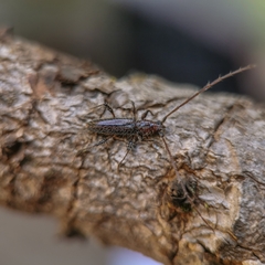 Stizocera tristis