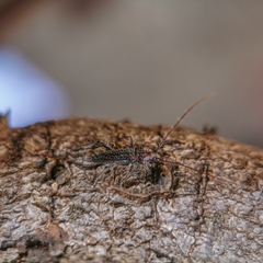 Stizocera tristis