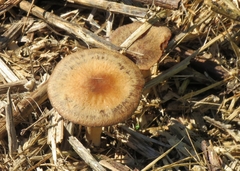 Panaeolus cinctulus