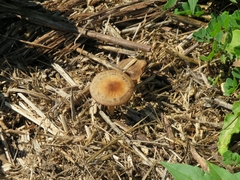 Panaeolus cinctulus