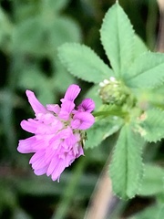 Trifolium resupinatum