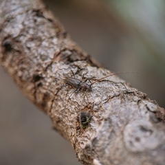 Stizocera tristis