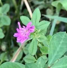 Trifolium resupinatum