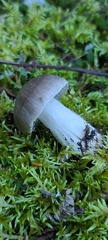 Tricholoma