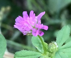 Trifolium resupinatum