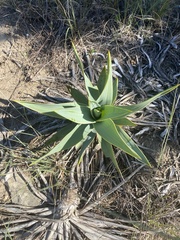 Yucca rupicola