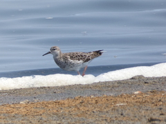 Calidris pugnax