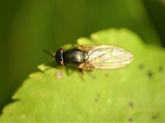 Calliopum