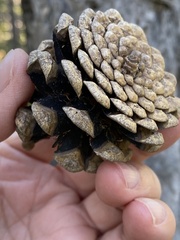 Pinus nigra
