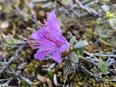 Rhododendron lapponicum