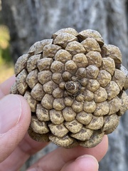 Pinus nigra